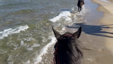 Horse riding along the Black Sea beach in Istanbul – 30-minute ride for beginners and families